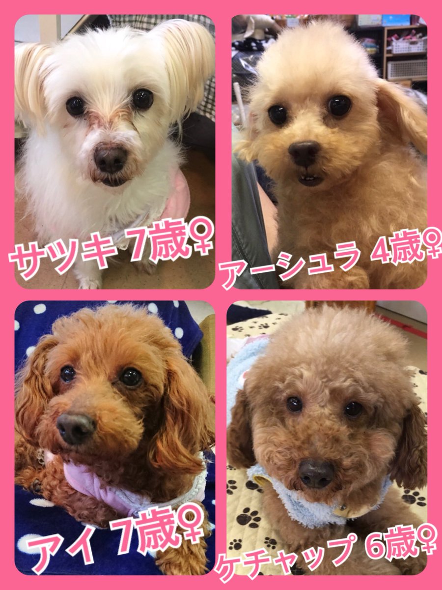 🐾今日から２月です😃ニャンワン🐱🐶の日🐾今日の里親様募集中ワンコ🐶メンバー🐾2019,2,1